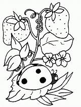 Insect Coloring Pages Popular sketch template