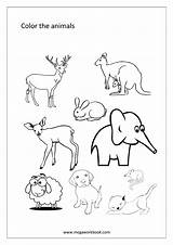 Coloring Animals Sheets Birds Miscellaneous Animal Pages Sheet Activity Megaworkbook sketch template