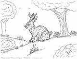Jackalope Coloring Pages Robin Great sketch template