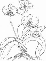 Coloring Orchid Pages Flowers Kids Plants sketch template