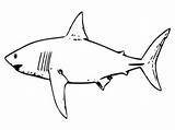Coloring Pages Shark Printable Kids Sharks Hammerhead Great Sheets Drawing Outline Megalodon Print Template Printables Cut Clipart Tropical Fish Bestcoloringpagesforkids sketch template