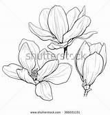 Sampaguita Drawing Flower Magnolia Flowers Line Getdrawings Drawings Illustration Floral Visit Background Salvato Shutterstock Da sketch template