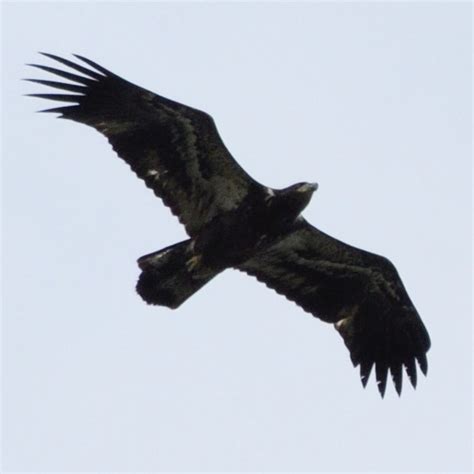 distant eagle identification illinois ornithological society