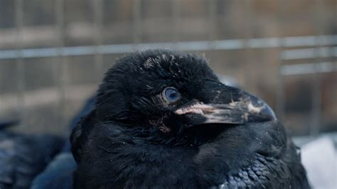 public asked to name new raven chick for reopening of the tower of london