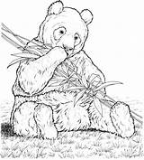 Panda Coloring Pages Bear Bamboo Eating sketch template