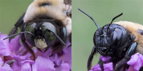 male carpenter bee compared  female carpenter bee
