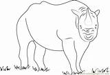 Rhino Coloring Shutter Pages Rhinoceros Coloringpages101 sketch template