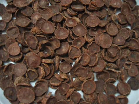 dried betel nut manufacturer  hochiminh viet nam  viet star import export  id