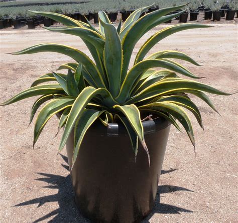 agave desmettiana variegata   nursery