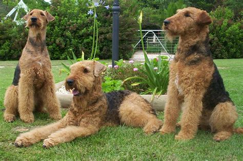 dog photo airedale terrier dog