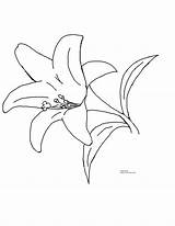 Calla Coloring Lily Pages Getdrawings sketch template