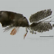 Afbeeldingsresultaten voor "corycaeus Speciosus". Grootte: 186 x 185. Bron: www.marinespecies.org