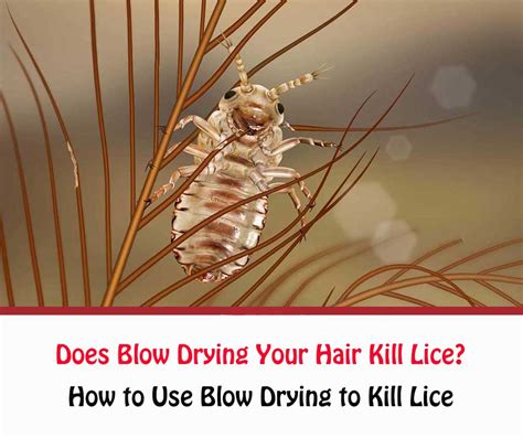 kill lice   hair dryer makeuptutororg