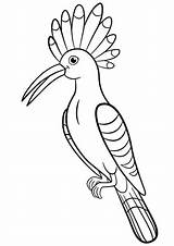 Hoopoe Coloring Cute Pages Beautiful Stock Sits Illustration Depositphotos sketch template