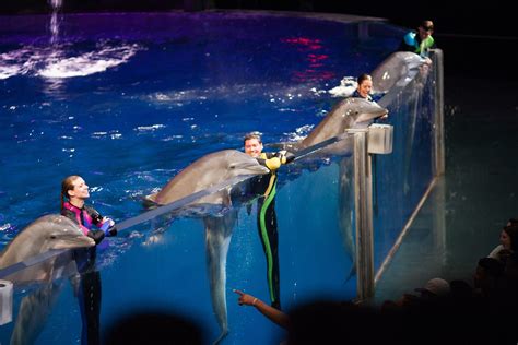 georgia aquarium premieres  sea lion gallery  dolphin