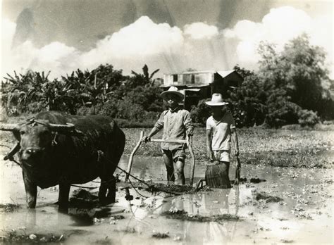 rice field farmers philippines 1945 the digital