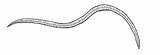 Vermes Lombrices Hookworm Ascaris Intestinales Parasitas Hesperian Lombriz Verme Oxiuros Lombrigas Fezes Selles Trichiura Trichuris sketch template