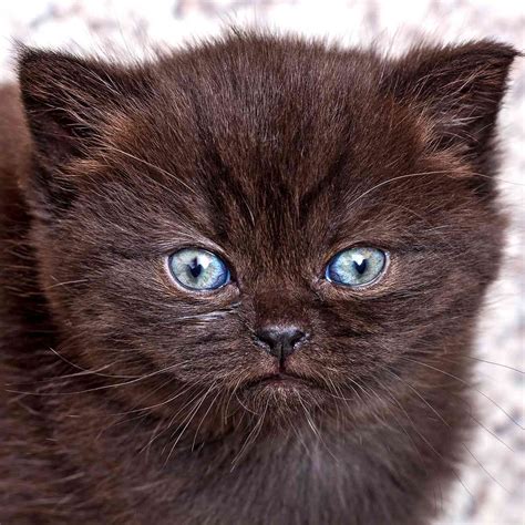 british shorthair cat breed information characteristics daily paws