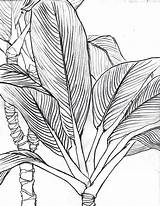 Contour Drawing Line Leaf Drawings Leaves Plant Life Still Cross Continuous Pencil Jungle Palm Bamboo Lines Tropical Draw Botanical Doodle sketch template