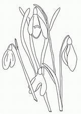 Snowdrop Botany Flowers Designlooter sketch template