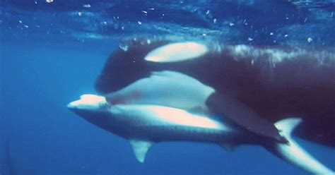 Orca Vs Shark Killer Whales Take Down Tiger Shark Fascinately