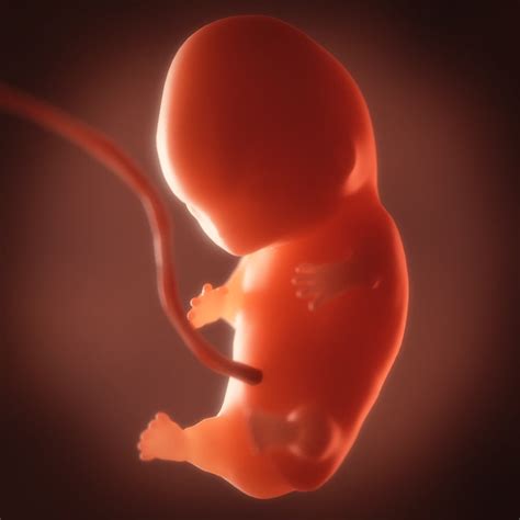 human embryo fetus growth animation  model animated rigged max obj