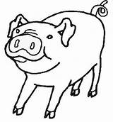 Pig Coloring Farm Pages Blank Clip Colouring Animals Outline Animal Pigs Kids Shapes Preschool Color Clipart Cut Drawings Cow Cliparts sketch template
