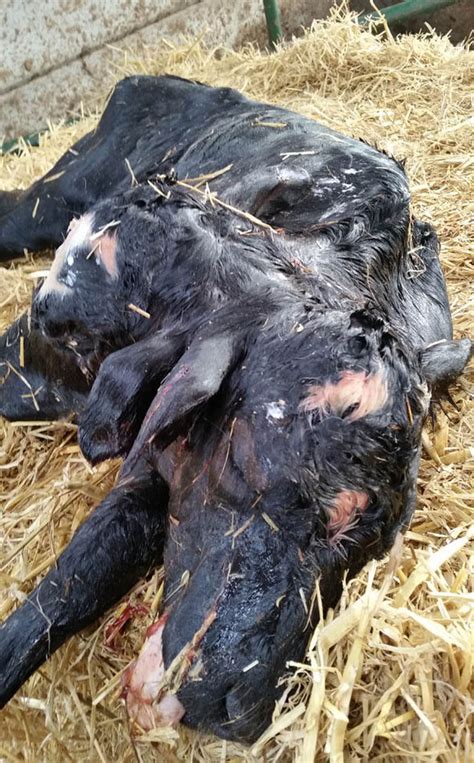 a mutant calf has been born with two heads world news uk
