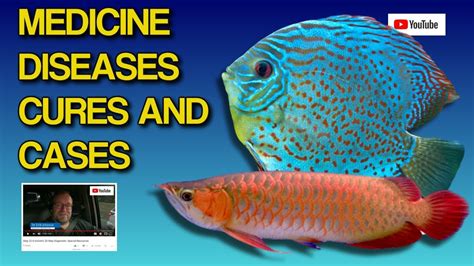 fish diseases symptoms  cure youtube