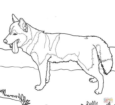 siberian husky dog coloring page  printable coloring pages