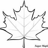 Leaf Maple Sycamore Coloring Template Drawing Clip Sugar Clipart Pages Leaves Sheets Color Clipartmag Bestofcoloring Getdrawings Clipartbest sketch template
