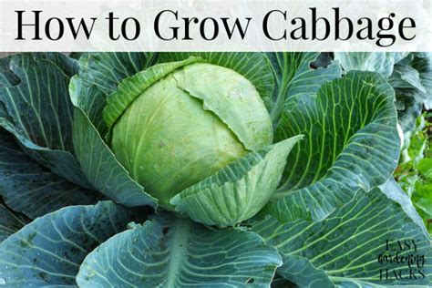 grow cabbage easy gardening hacks