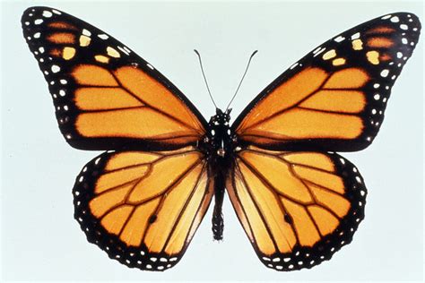 monarch butterfly  danger american gardening