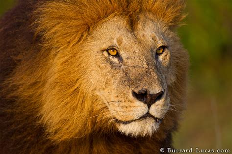 lion face burrard lucas photography