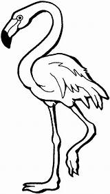 Flamingo Coloring Pages Template Cool Animals Sketch Color sketch template
