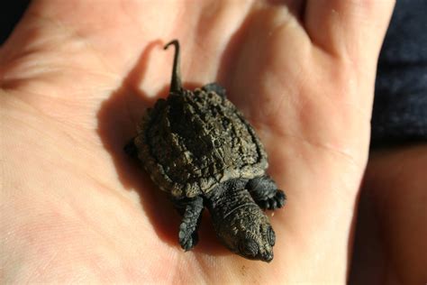 baby snapping turtle  photo  freeimages