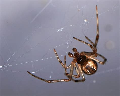 Male Parasteatoda Tepidariorum Common House Spider In