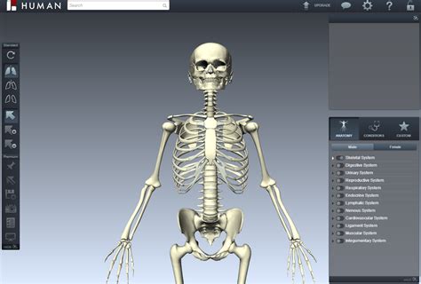 biodigital human   virtual anatomy atlas  science