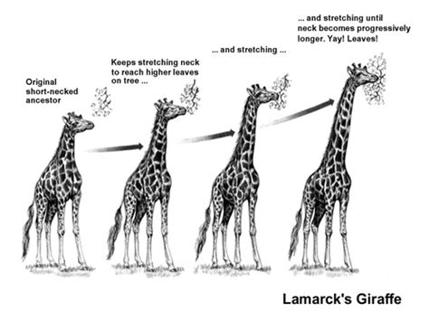 lamarckian evolution the laughing stock s last laugh on psychology