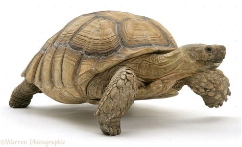 african giant tortoise photo wp