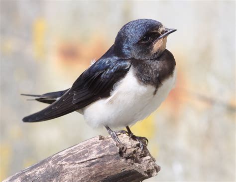 Another Bird Blog Mainly Swallows