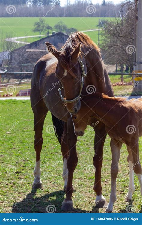 mother horse  foal stock photo image  beauty
