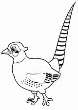 Pheasant Coloring Pages sketch template
