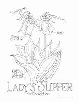 Slipper Lady sketch template