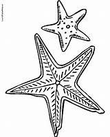 Starfish Template Coloring Drawing Getdrawings sketch template