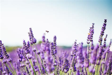 unwind  lavender  national relaxation day community