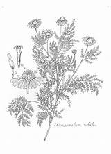 Chamomile Botanical Illustration sketch template