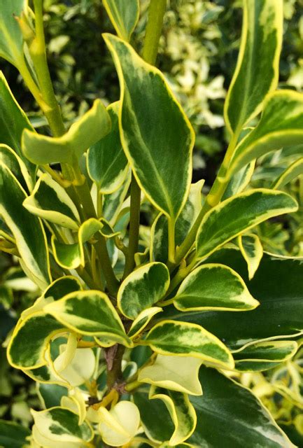 variegated  zealand privet hedge griselinia littoralis variegata