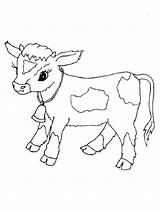 Calf sketch template