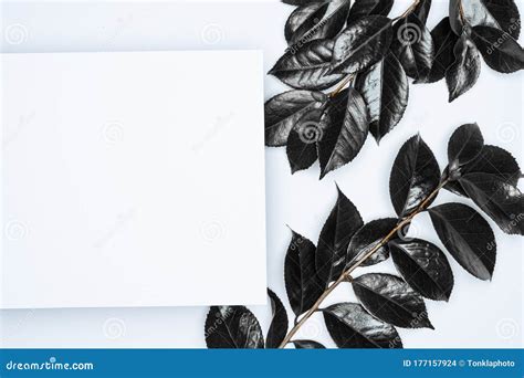 black leaves  white background flat lay top view space stock photo